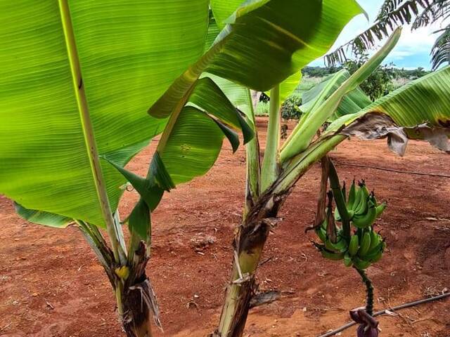 #516 - Área para Venda em Bela Vista de Goiás - GO - 2