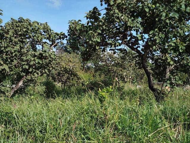 #552 - Área para Venda em Bela Vista de Goiás - GO - 3